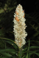 Richea dracophylla