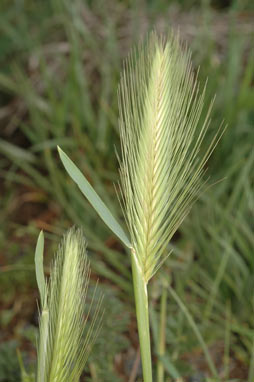 APII jpeg image of Hordeum glaucum  © contact APII