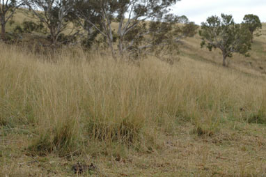 APII jpeg image of Eragrostis curvula  © contact APII