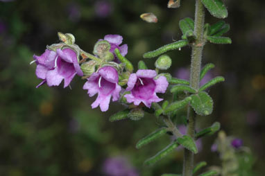 APII jpeg image of Prostanthera stricta  © contact APII