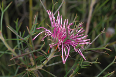 APII jpeg image of Isopogon formosus subsp. formosus  © contact APII