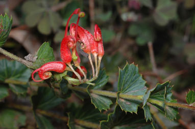 APII jpeg image of Grevillea infundibularis  © contact APII