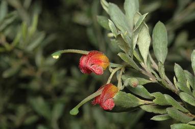 APII jpeg image of Grevillea arenaria  © contact APII