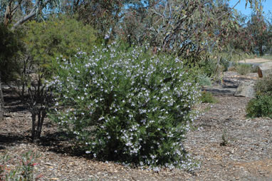 APII jpeg image of Prostanthera nivea  © contact APII