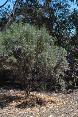 APII jpeg image of Eremophila sargentii  © contact APII