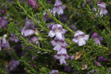 APII jpeg image of Eremophila sargentii  © contact APII