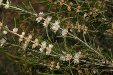 APII jpeg image of Hypocalymma angustifolium  © contact APII