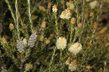 APII jpeg image of Melaleuca ericifolia  © contact APII