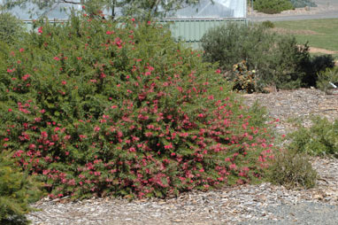 APII jpeg image of Grevillea rosmarinifolia subsp. glabella  © contact APII