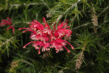 APII jpeg image of Grevillea rosmarinifolia subsp. glabella  © contact APII