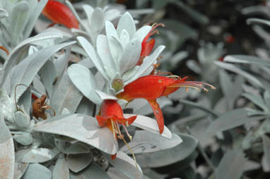 APII jpeg image of Eremophila glabra (Murchison River form)  © contact APII