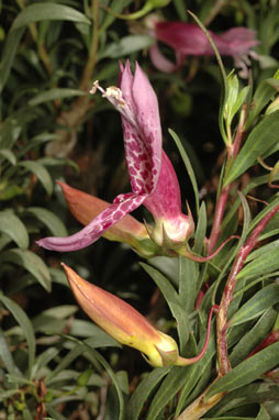 APII jpeg image of Eremophila maculata  © contact APII