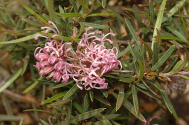 APII jpeg image of Grevillea 'Amethyst'  © contact APII