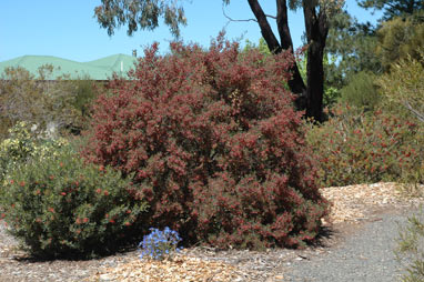 APII jpeg image of Dodonaea sinuolata  © contact APII