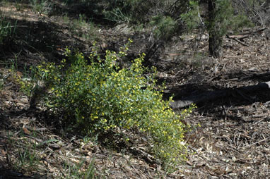 APII jpeg image of Goodenia ovata  © contact APII