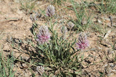 APII jpeg image of Ptilotus semilanatus  © contact APII