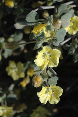 APII jpeg image of Abutilon halophilum  © contact APII