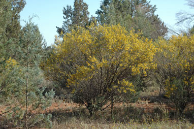 APII jpeg image of Senna artemisioides subsp. x petiolaris  © contact APII