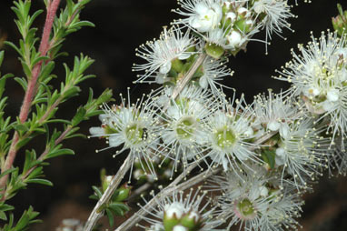 APII jpeg image of Kunzea occidentalis  © contact APII