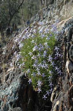 APII jpeg image of Isotoma axillaris  © contact APII