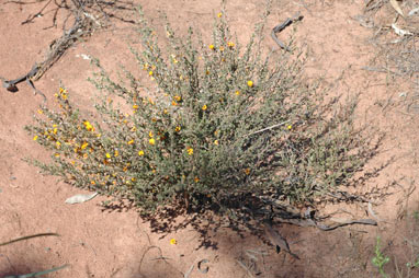 APII jpeg image of Pultenaea largiflorens  © contact APII