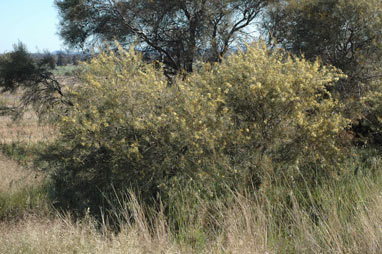 APII jpeg image of Hakea tephrosperma  © contact APII