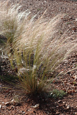 APII jpeg image of Austrostipa nitida  © contact APII