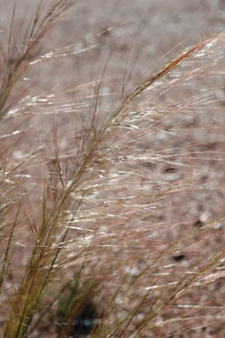 APII jpeg image of Austrostipa nitida  © contact APII