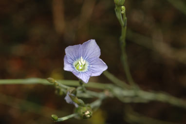 APII jpeg image of Linum marginale  © contact APII