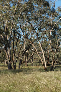 APII jpeg image of Eucalyptus populnea  © contact APII