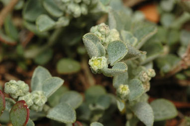 APII jpeg image of Chenopodium desertorum subsp. microphyllum  © contact APII