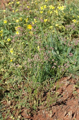 APII jpeg image of Daucus glochidiatus  © contact APII