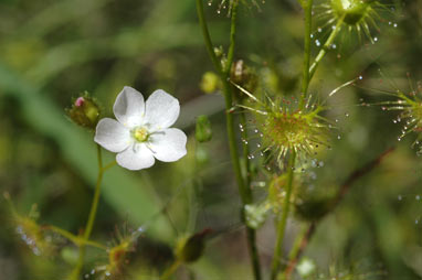 APII jpeg image of Drosera hookeri  © contact APII