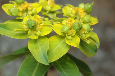 APII jpeg image of Euphorbia oblongata  © contact APII