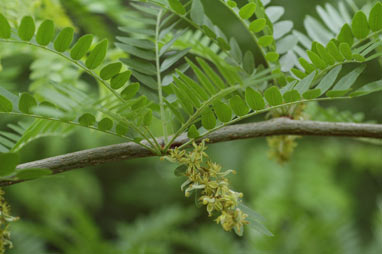 APII jpeg image of Gleditsia triacanthos  © contact APII