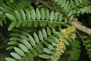 APII jpeg image of Gleditsia triacanthos  © contact APII