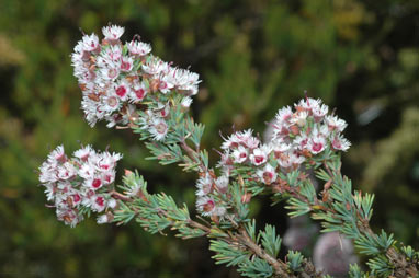 APII jpeg image of Verticordia plumosa var. plumosa  © contact APII