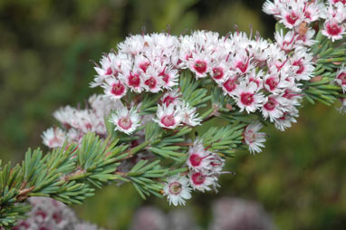 APII jpeg image of Verticordia plumosa var. plumosa  © contact APII