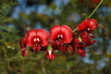 APII jpeg image of Swainsona galegifolia  © contact APII