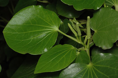 APII jpeg image of Macropiper excelsum subsp. psittacorum  © contact APII