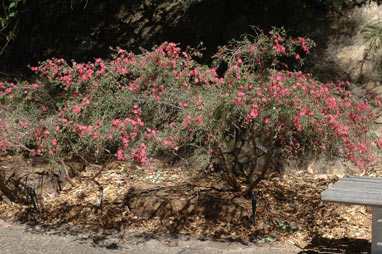 APII jpeg image of Leptospermum 'Bywong Merinda'  © contact APII