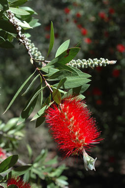 APII jpeg image of Callistemon citrinus 'Splendens'  © contact APII