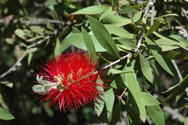 APII jpeg image of Callistemon citrinus 'Splendens'  © contact APII