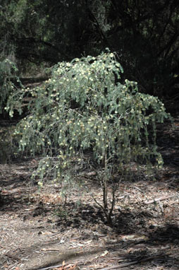 APII jpeg image of Melaleuca incana  © contact APII