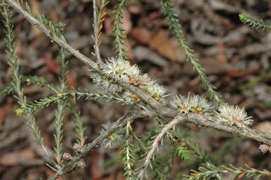 APII jpeg image of Melaleuca bracteosa  © contact APII