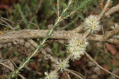 APII jpeg image of Melaleuca bracteosa  © contact APII