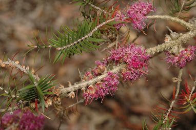 APII jpeg image of Melaleuca wilsonii  © contact APII