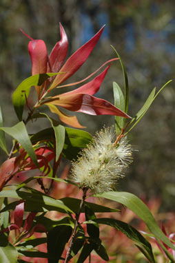 APII jpeg image of Callistemon salignus 'Great Balls of Fire'  © contact APII