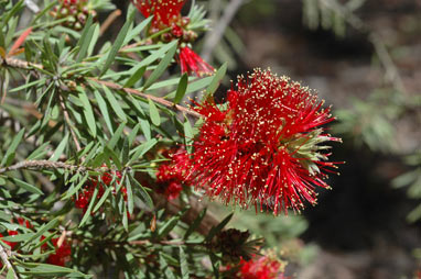 APII jpeg image of Callistemon pearsonii  © contact APII