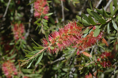 APII jpeg image of Callistemon 'Country Sprite'  © contact APII